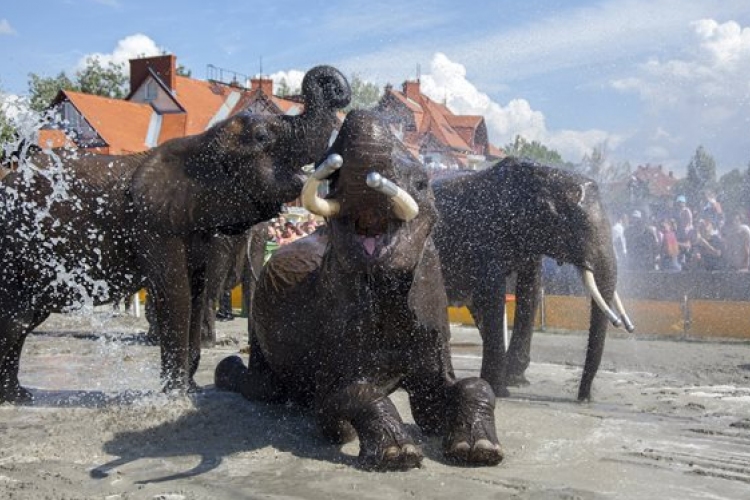 Ma van a cirkuszok éjszakája